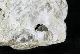 Agatized Fossil Coral Geode - Florida #22415-3